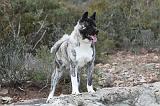 AKITA AMERICAIN 358
